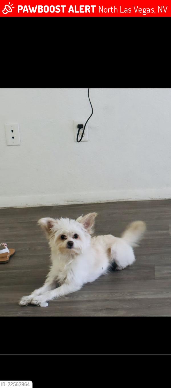 Lost Female Dog last seen Crawford street , North Las Vegas, NV 89030