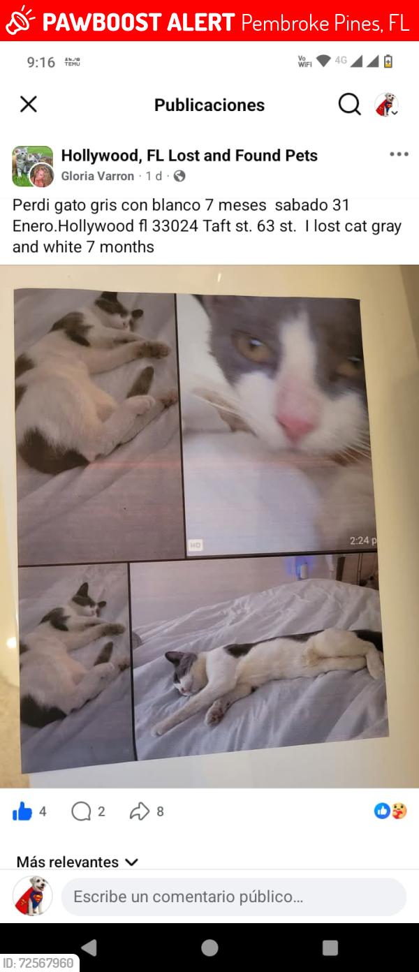 Lost Male Cat last seen In Clevelan near Taft, Pembroke Pines, FL 33024