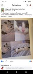Lost Male Cat last seen In Clevelan near Taft, Pembroke Pines, FL 33024