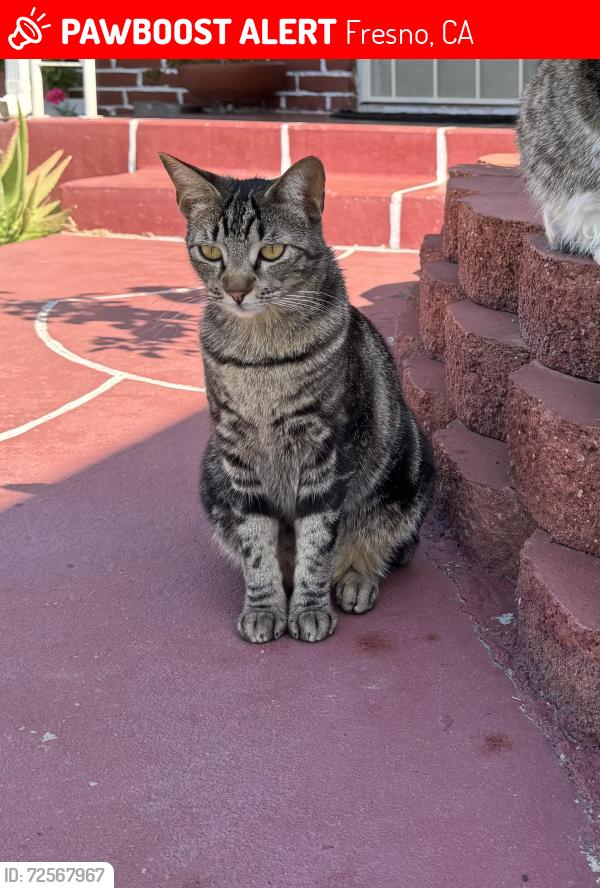 Lost Female Cat last seen Ashlan and Millbrook, closer to Hampton Way/Bellaire Way, Fresno, CA 93726