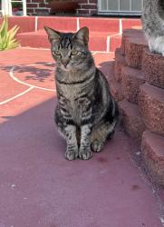 Lost Female Cat last seen Ashlan and Millbrook, closer to Hampton Way/Bellaire Way, Fresno, CA 93726