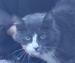 Found/Stray Unknown Cat last seen Se Watson ave, Beaverton, OR 97225
