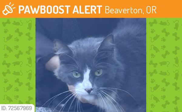Found/Stray Unknown Cat last seen Se Watson ave, Beaverton, OR 97225