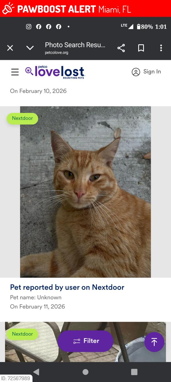 Lost Male Cat last seen 184th and 108th, Miami, FL 33157