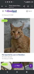 Lost Male Cat last seen 184th and 108th, Miami, FL 33157