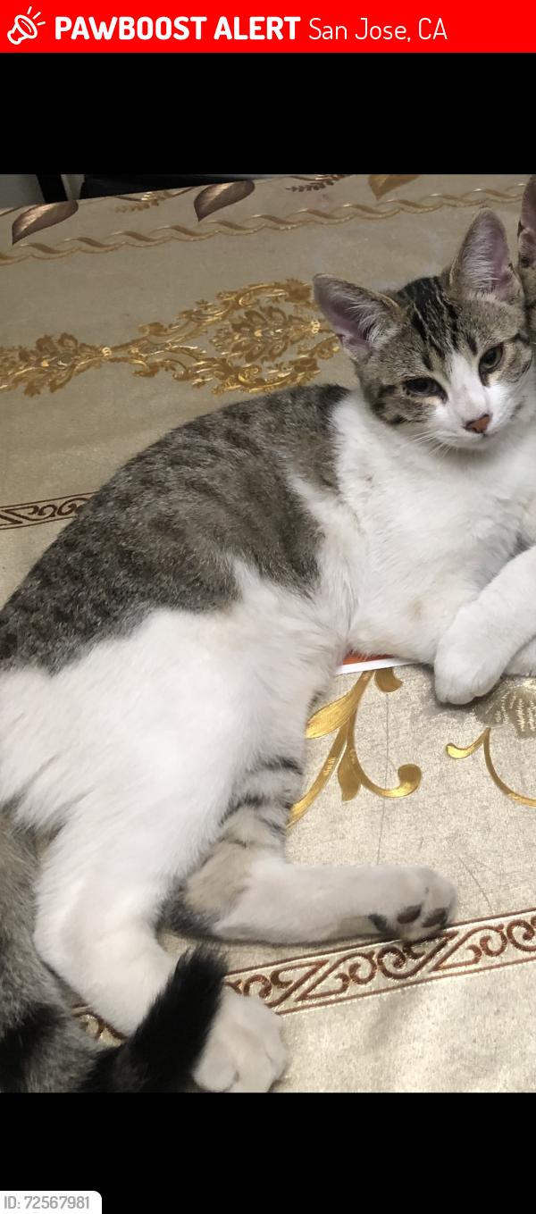 Lost Male Cat last seen Near Andrew Hill High School, Singleton Rd and Senter Rd, San Jose, CA., San Jose, CA 95111