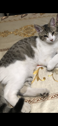 Lost Male Cat last seen Near Andrew Hill High School, Singleton Rd and Senter Rd, San Jose, CA., San Jose, CA 95111