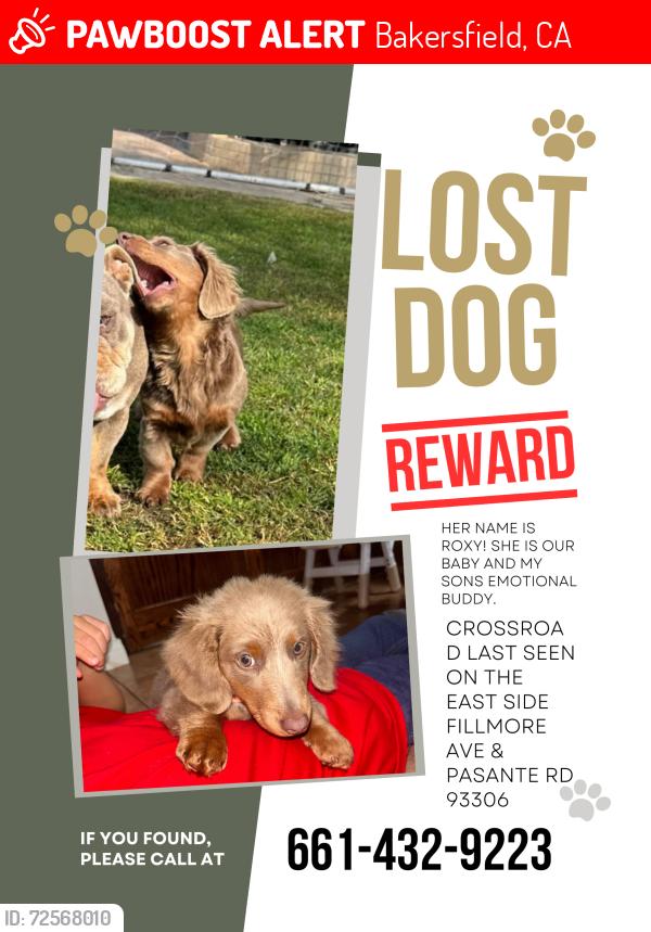 Lost Female Dog last seen Fillmore ave & pasante rd 93306, Bakersfield, CA 93306