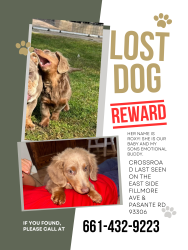Lost Female Dog last seen Fillmore ave & pasante rd 93306, Bakersfield, CA 93306
