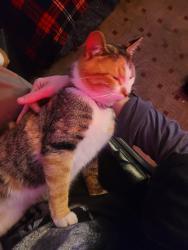 Lost Female Cat last seen West 51st Street in the neighborhood area , Tulsa, OK 74127