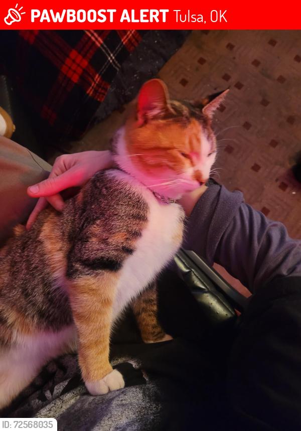 Lost Female Cat last seen West 51st Street in the neighborhood area , Tulsa, OK 74127