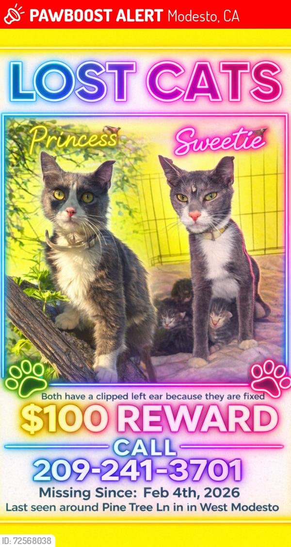 Lost Female Cat last seen Pine tree ln , Modesto, CA 95351
