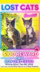 Lost Female Cat last seen Pine tree ln , Modesto, CA 95351