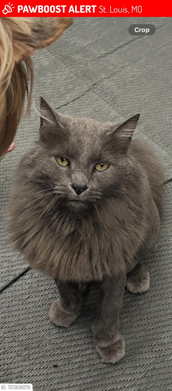 Lost Male Cat last seen Bella Villa Lemay area usually does not wonder far from Weiss Ave., St. Louis, MO 63125