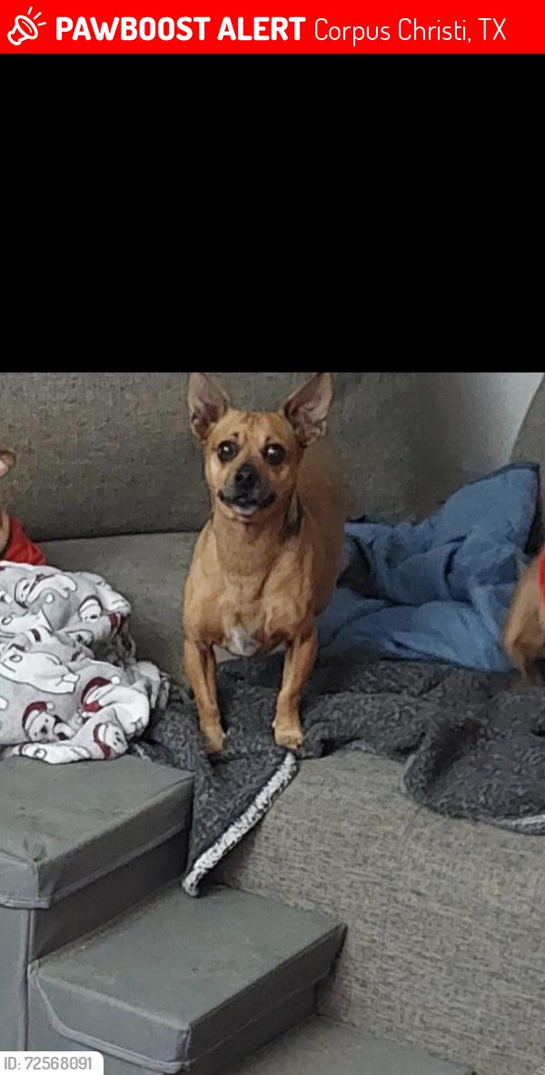 Lost Male Dog last seen Collingswood and Gollihar , Corpus Christi, TX 78412