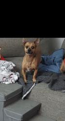 Lost Male Dog last seen Collingswood and Gollihar , Corpus Christi, TX 78412