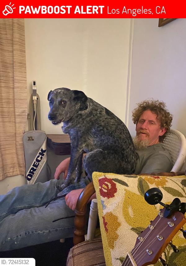Lost Female Dog last seen Near th or 7th st. and Los Angeles St. , Los Angeles, CA 90014