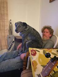 Lost Female Dog last seen Near th or 7th st. and Los Angeles St. , Los Angeles, CA 90014