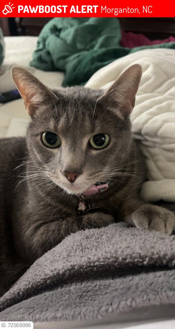Lost Female Cat last seen Murphy’s Farm apmts , Morganton, NC 28655