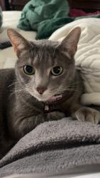 Lost Female Cat last seen Murphy’s Farm apmts , Morganton, NC 28655