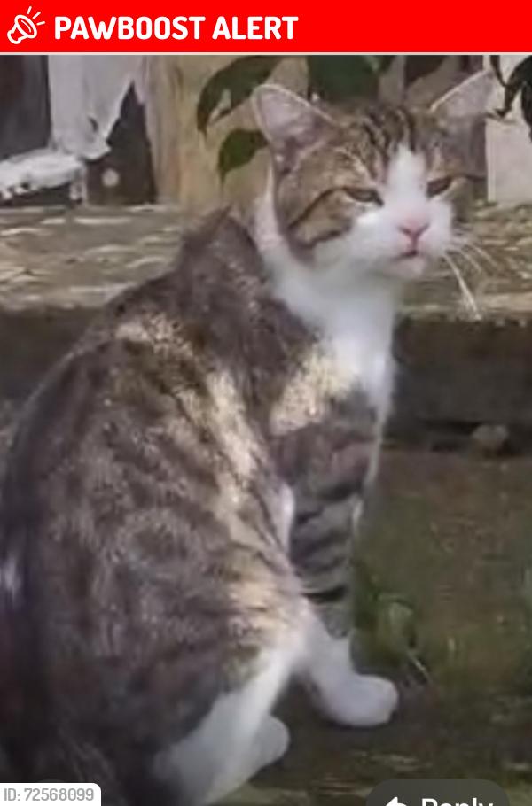 Lost Male Cat last seen Revidge Road Lynwood Rd Newbank Road , Blackburn with Darwen, England BB2