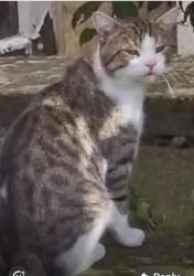 Lost Male Cat last seen Revidge Road Lynwood Rd Newbank Road , Blackburn with Darwen, England BB2