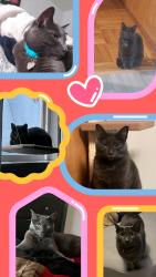Lost Female Cat last seen Southgate , Daly City, CA 94015