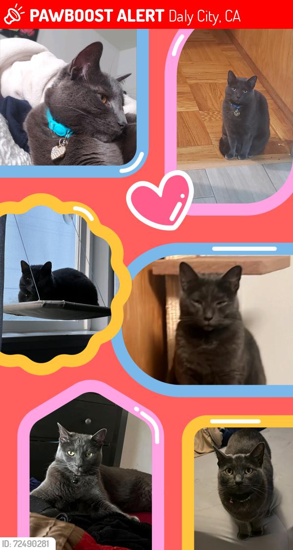 Lost Female Cat last seen Southgate , Daly City, CA 94015