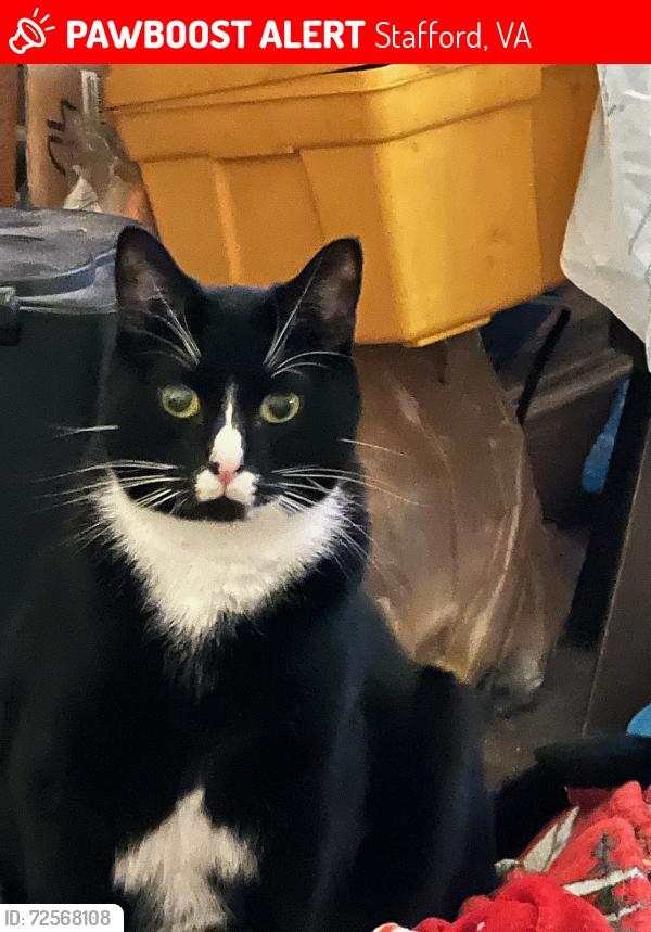 Lost Male Cat last seen Aquia Terrace Stafford, VA, Stafford, VA 22554