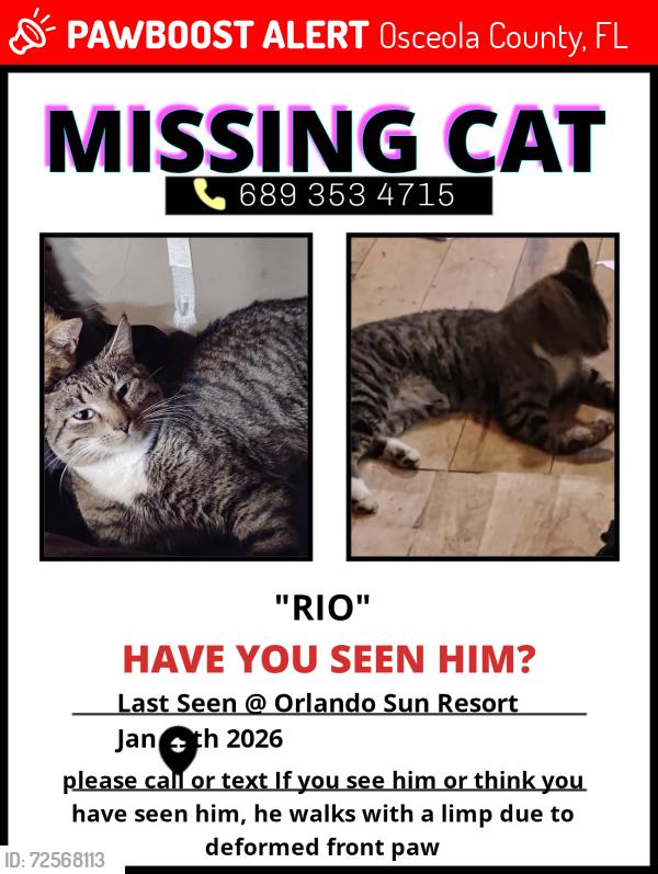 Lost Male Cat last seen Delta hotel, Osceola County, FL 34747