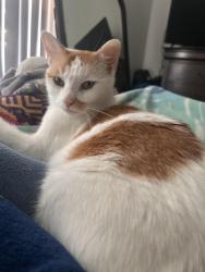 Lost Male Cat last seen yarbrough, vista de oro , El Paso, TX 79935