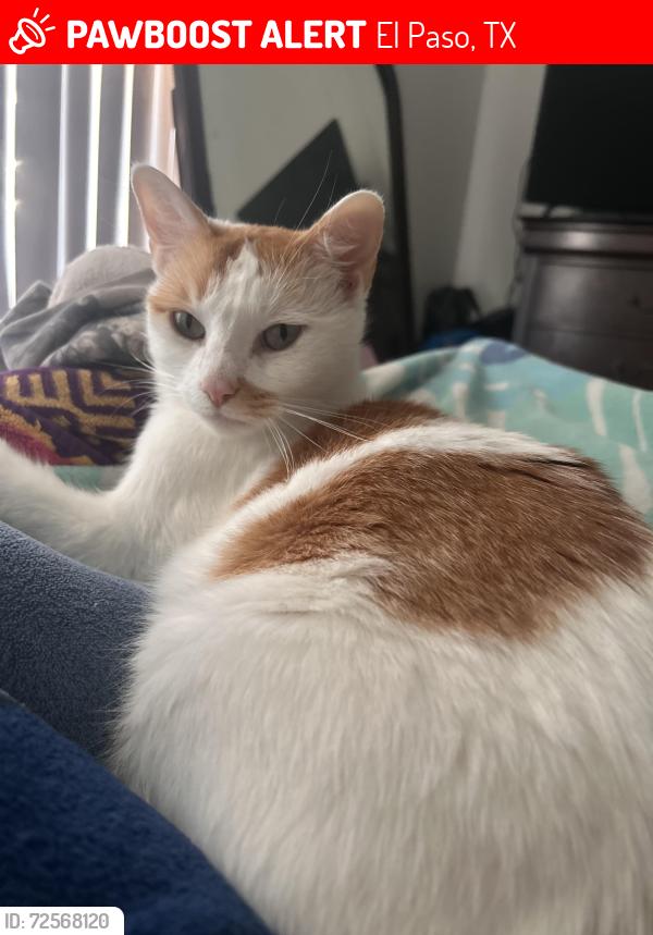 Lost Male Cat last seen yarbrough, vista de oro , El Paso, TX 79935