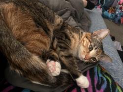 Lost Female Cat last seen yarbrough, vista del sol, vista de oro , El Paso, TX 79935