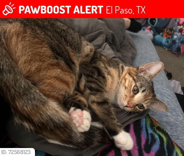 Lost Female Cat last seen yarbrough, vista del sol, vista de oro , El Paso, TX 79935