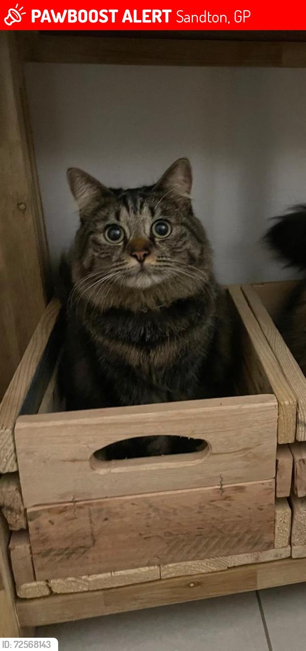 Lost Female Cat last seen Jukskei River & The River Club, Beverly area next to Dainfern, Sandton, GP 2055
