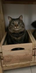 Lost Female Cat last seen Jukskei River & The River Club, Beverly area next to Dainfern, Sandton, GP 2055