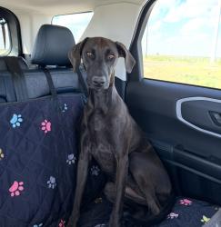 Lost Female Dog last seen Legacy pkwy and heritage hills pkwy , Amarillo, TX 79119