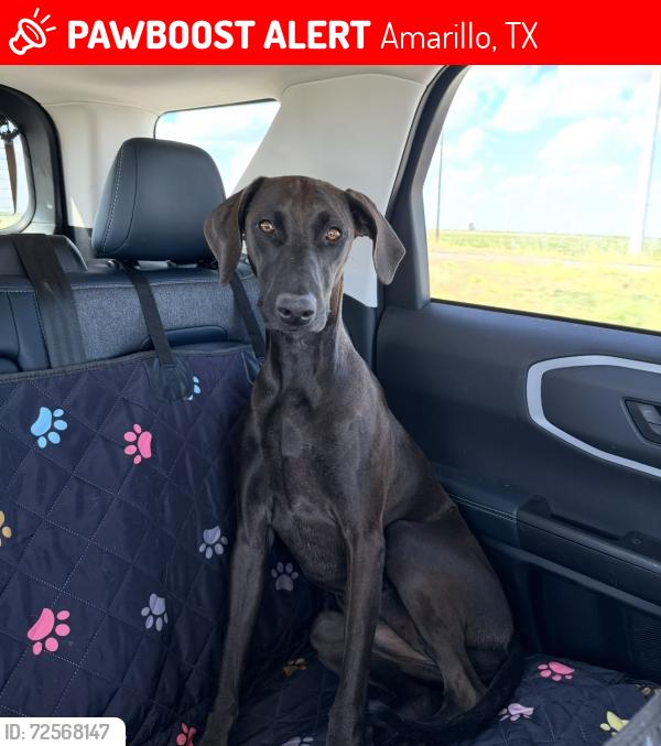 Lost Female Dog last seen Legacy pkwy and heritage hills pkwy , Amarillo, TX 79119