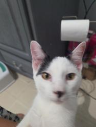 Reunited Male Cat last seen West 3rd ave, Vancouver, BC 