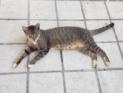Lost Male Cat last seen West flagler street and 92nd ave, Miami, FL 33174