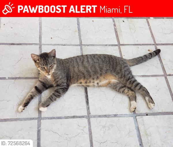 Lost Male Cat last seen West flagler street and 92nd ave, Miami, FL 33174