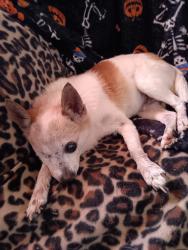 Lost Male Dog last seen Hwy 14, Tyler, TX 75706