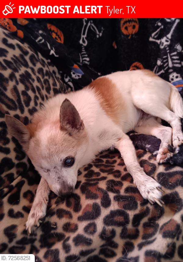 Lost Male Dog last seen Hwy 14, Tyler, TX 75706