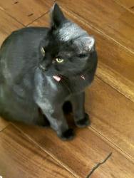 Lost Female Cat last seen Hosta Way and Gladiola 76123, Fort Worth, TX 76123