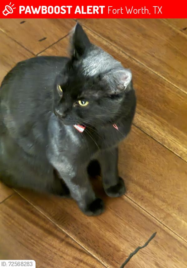 Lost Female Cat last seen Hosta Way and Gladiola 76123, Fort Worth, TX 76123