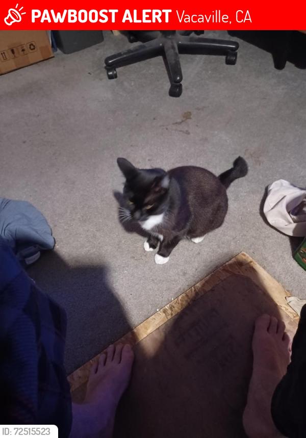Lost Female Cat last seen Shannon and Waterford, Browns Valley, Vacaville, CA 95688