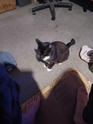 Lost Female Cat last seen Shannon and Waterford, Browns Valley, Vacaville, CA 95688
