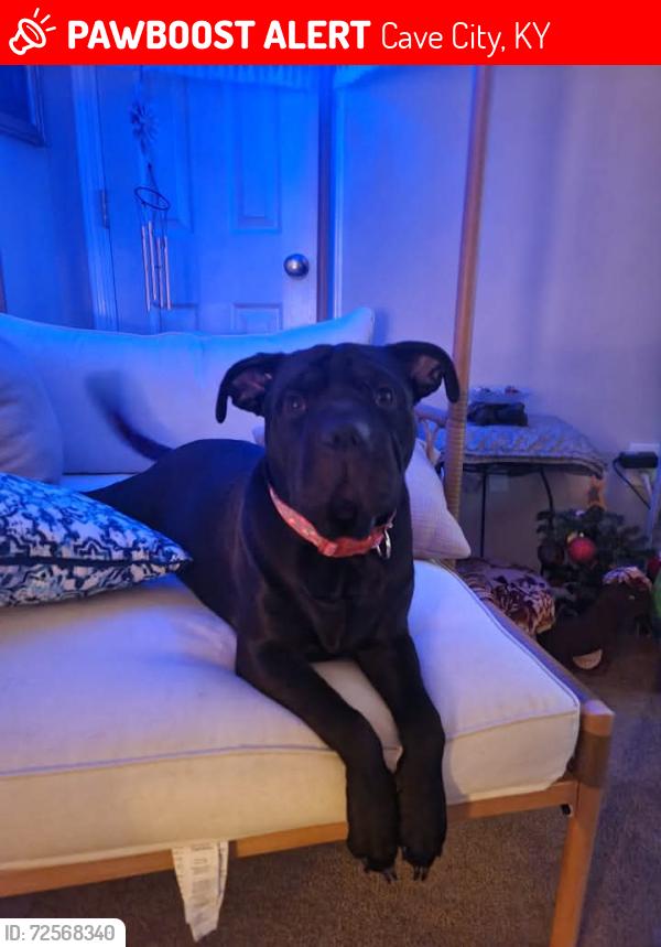 Lost Female Dog last seen Mammoth Cave Adventures in cave city ky, Cave City, KY 42127