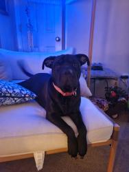 Lost Female Dog last seen Mammoth Cave Adventures in cave city ky, Cave City, KY 42127