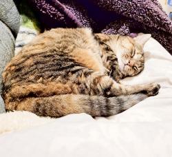 Lost Female Cat last seen Walden and e atlantic dr, Aurora, CO 80013